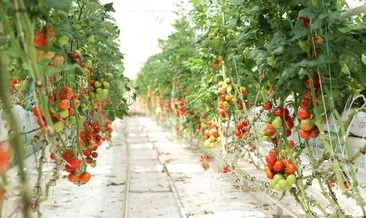 Çöpten üretilen enerjiyle domates üretiliyor