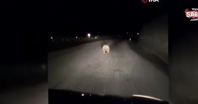 Yavru ayının yolda otomobilin ışığıyla son sürat koştuğu anlar kamerada | Video