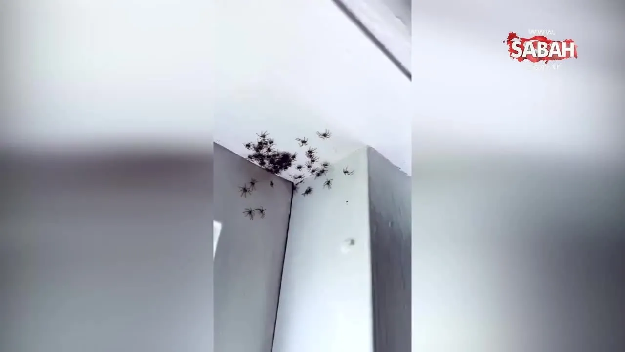 yatak odasinda dehsete dusuren goruntu yuzlerce orumcek video