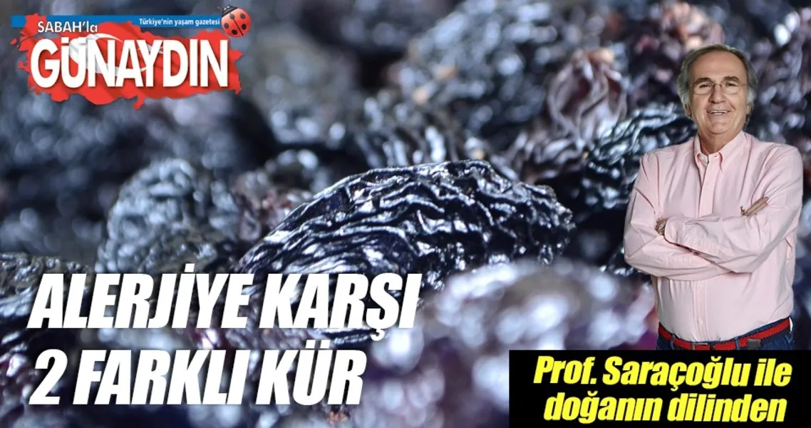 Alerjinin Ilaci Cekirdekli Siyah Kuru Uzum Sabah