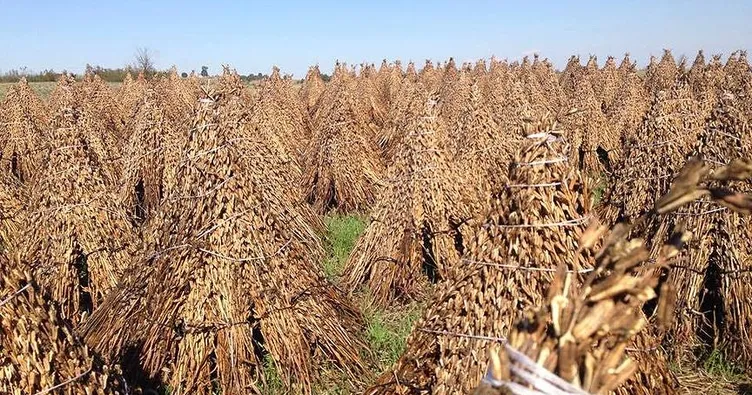 Susam üretimi teşvik edilmeli