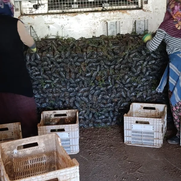 sanliurfadan-kardes-ulkeye-11-bin-10-fidan-1777452675847.jpg