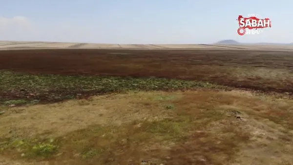 Doğu Anadolu’nun ilk Ramsar alanıydı... Kuyucuk Gölü Kuş Cenneti tamamen kurudu! | Video