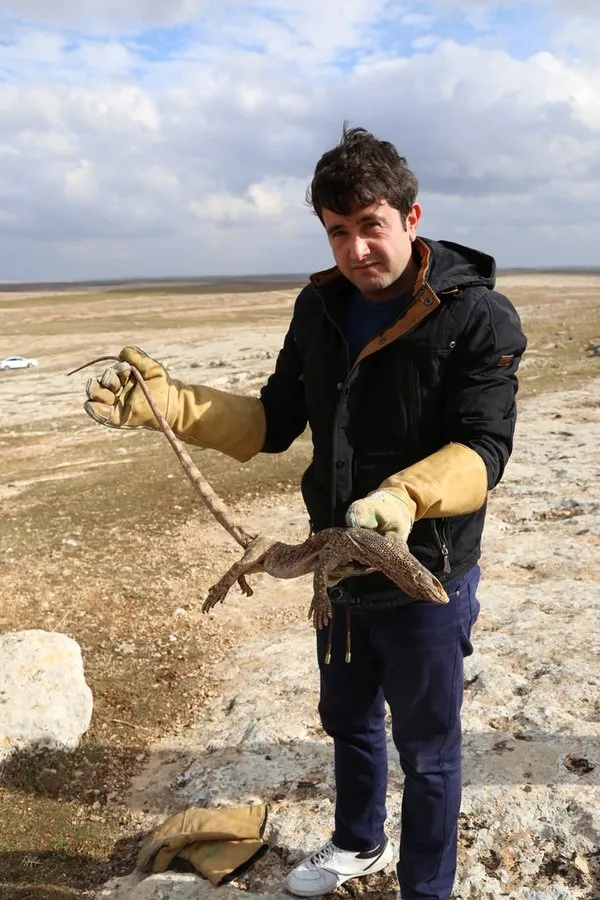 Şanlıurfa'da çöl varanı ölü bulundu