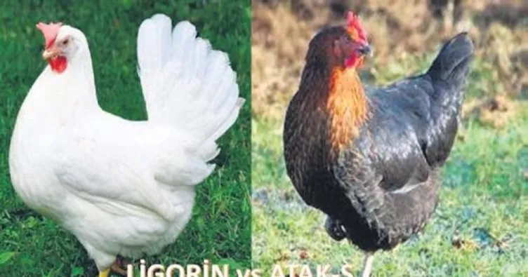 Ziraat Odası yumurta tavuğu dağıtacak