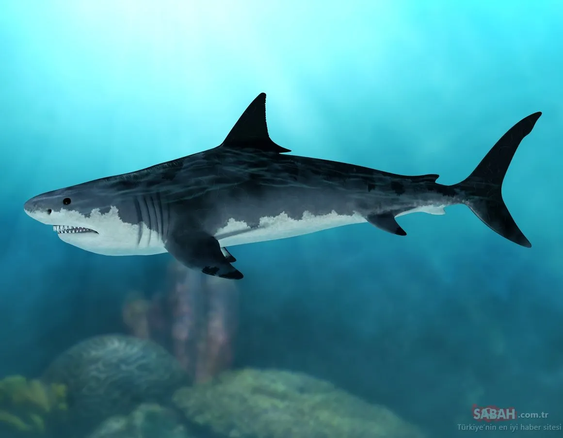 Megalodon köpek balığının gerçek boyutları ortaya çıktı Son Dakika
