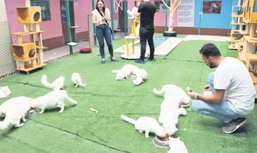 Kedi villasına ziyaretçi akını