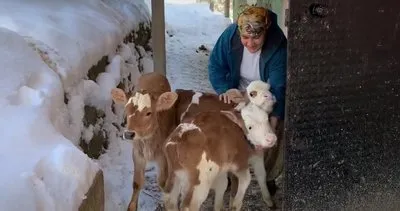 Üçüz doğuran inek sahibini sevince boğdu #bolu
