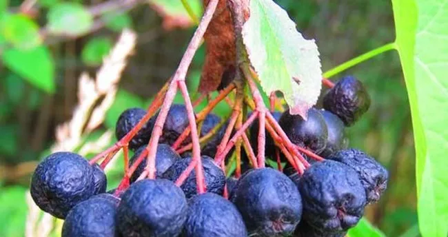 Aronia meyvesi faydaları nelerdir nerede yetişir?