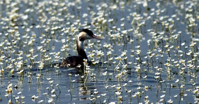 Kızılırmak Deltası Kuş Cenneti UNESCO yolunda