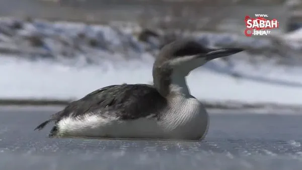Yozgat'ta itfaiye ekipleri buz tutan gölde donmak üzere olan kuşu böyle kurtardı | Video