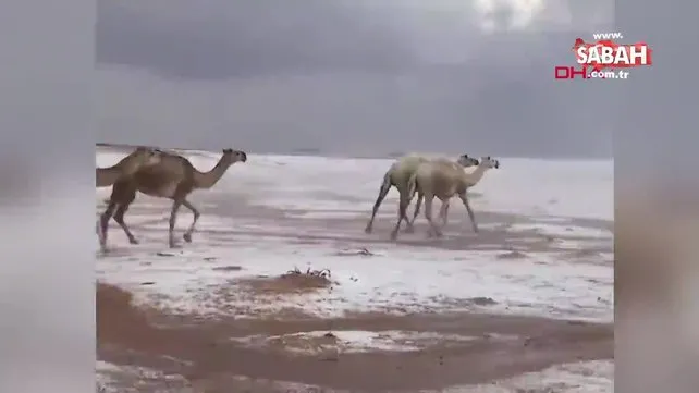Suudi Arabistan'da develerin karla kaplı çöldeki koşuları sosyal medyada olay oldu | Video