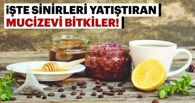 Sinirleri Yatistiran Bitkiler Nelerdir Saglik Haberleri