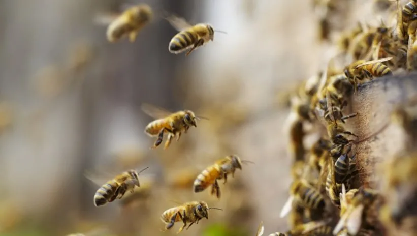 Toplu arı ölümlerine neden oluyor! İnsanlığı bekleyen büyük tehlike...