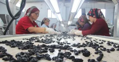 Kilis’te üzüm üreticisi fiyattan memnun #kilis