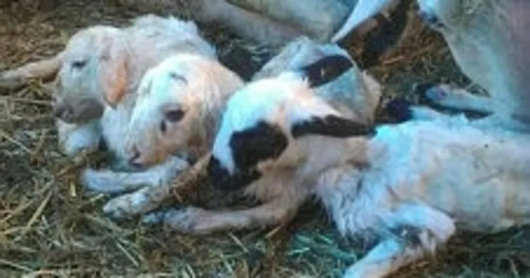 Edirne’de üçüz kuzular doğar doğmaz maskot oldular