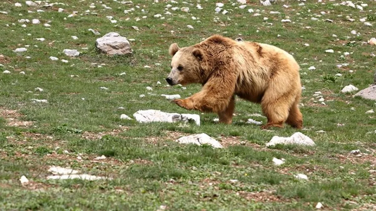 Kanada’da öğrenci grubuna ayı saldırdı: 11 yaralı! Kanada’da öğrenci grubuna ayı saldırdı: 11 yaralı!