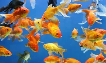 Japon Balığı Özellikleri, Bakımı Ve Türleri: Japon Balığı Nasıl Beslenir, Ne Yer, Ne Kadar Yaşar?