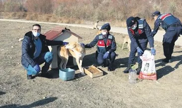 Jandarma sokak hayvanlarını unutmadı