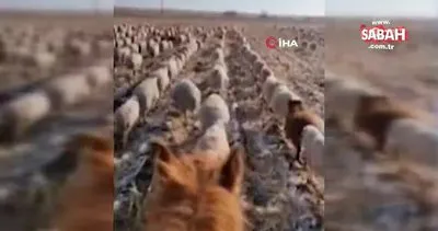 Koyun sürüsüne askeri düzende yürümeyi öğreten çobandan şaşırtıcı video!