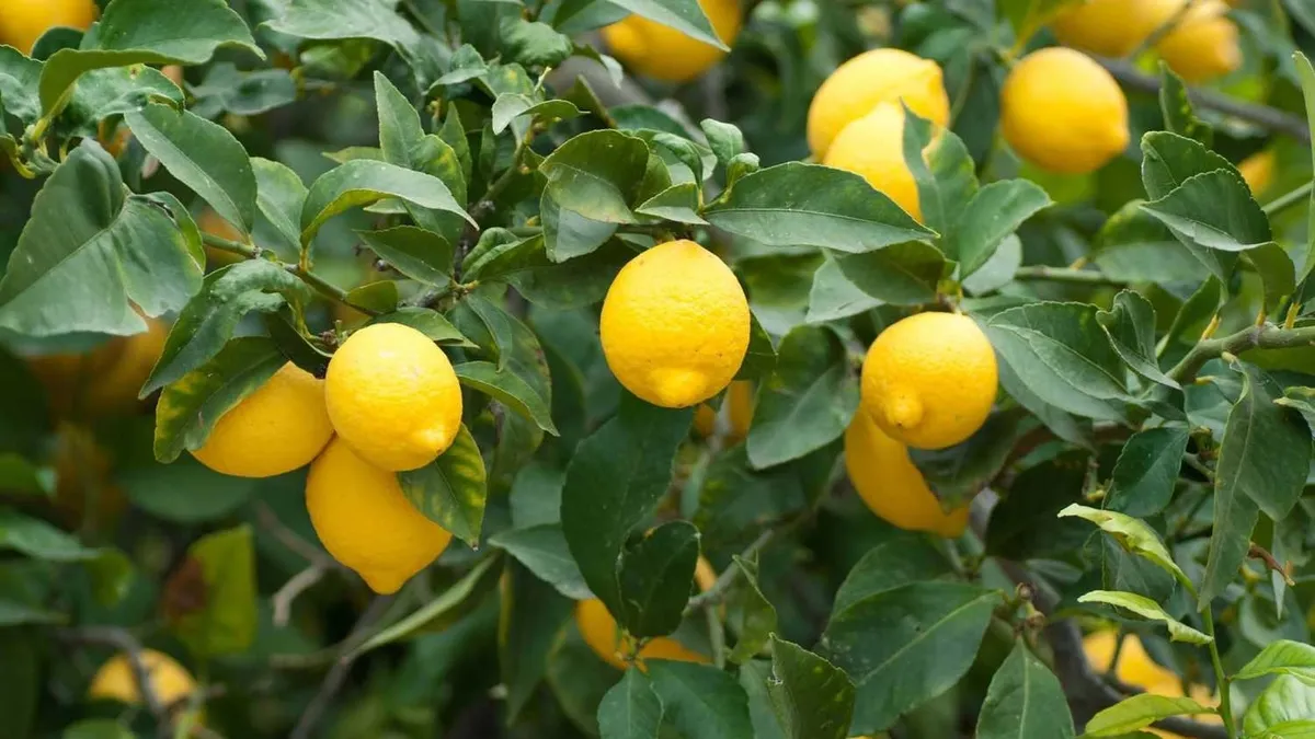 Limonda gümrük vergisi yeniden düzenlendi Limonda gümrük vergisi yeniden düzenlendi