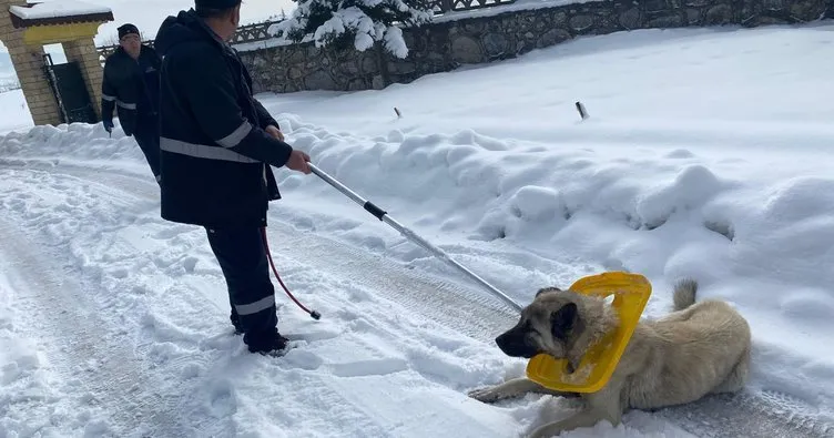Belediye sokak köpeğine dost elini uzattı