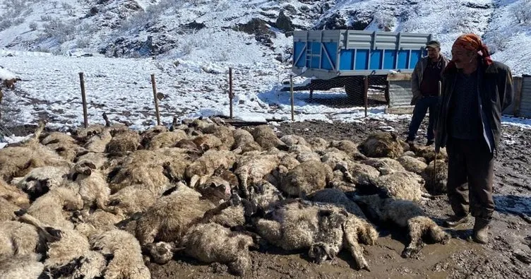 Koyun ve kuzuların izdihamında 82 hayvan telef oldu