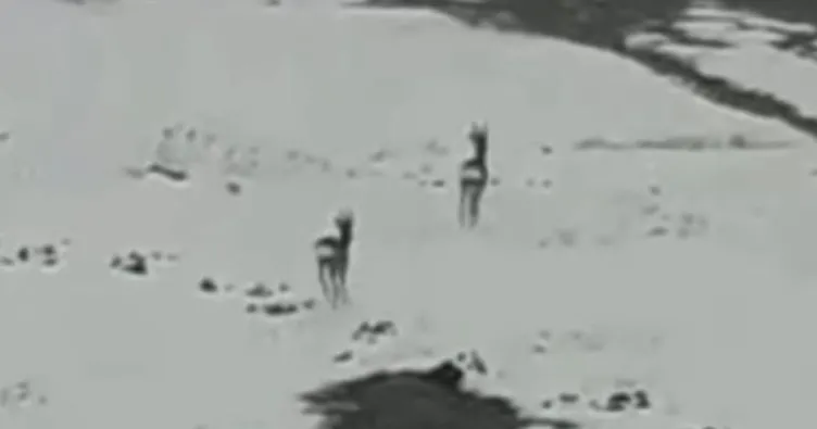 Karacalar’ın gezintisi görüntülendi