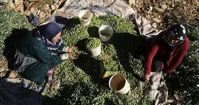 Afrin’de zeytin hasadı başladı