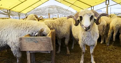 KURBAN BAYRAMI TARİHLERİ: 2025 Kurban Bayramı ne zaman, arefe günü hangi güne denk geliyor?