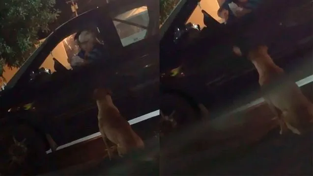 Her gece evden kaçıyordu! KöpeÄini takip eden sahibi gözlerine inanamadı...