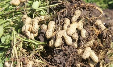 Yer fıstığının kabuğundaki mucize