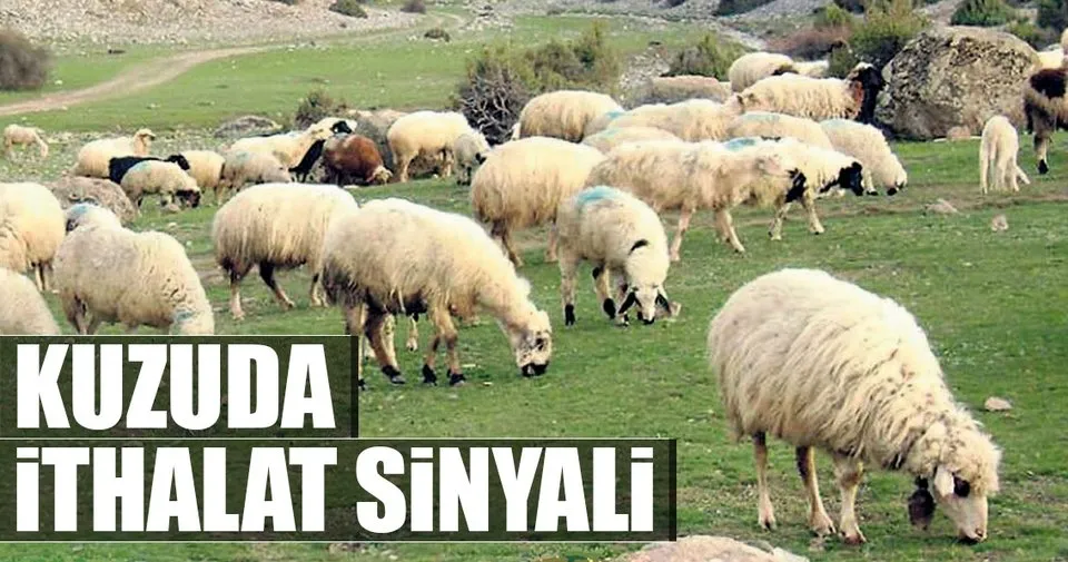 Kuzuda Ithalat Sinyali Sayfa 5 Ekonomi Haberleri