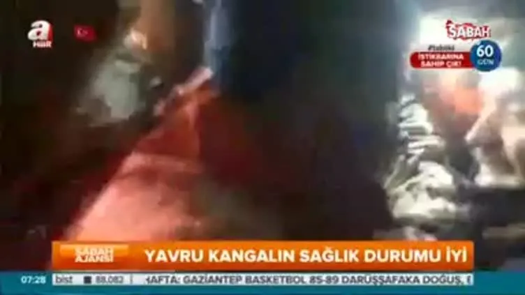 Beykoz'da kuyuya düşen yavru köpek 10 gün sonra kurtarıldı