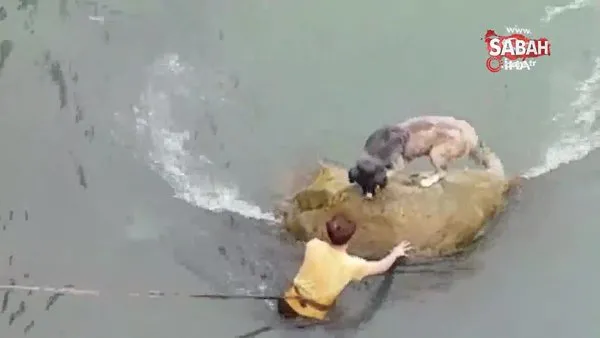Harşit Çayı içindeki kayada mahsur kalan köpeği vatandaşlar böyle kurtardı