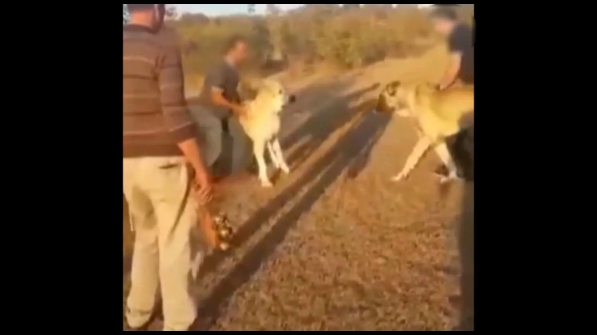 internet sitesi uzerinden kopek dovusu organize ettiler kangal kopegini bahis icin dovusturduler video