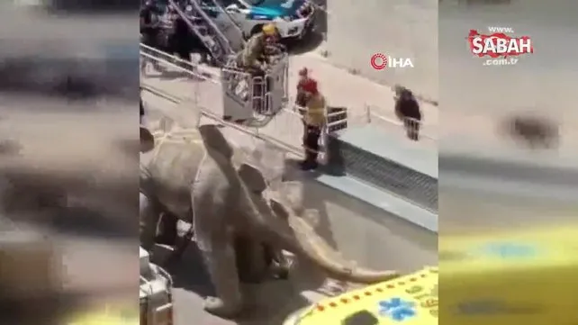 Kayıp adamın cesedi dinozor heykelinin içinden çıktı | Video