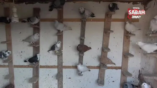 Babadan miras güvercin sevdası | Video