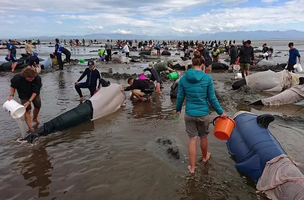 Yeni Zelanda'da yüzlerce balina telef oldu