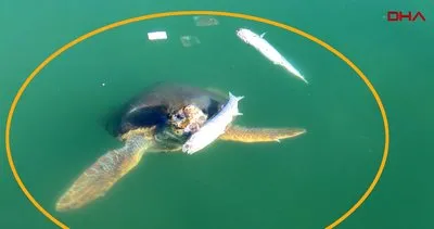 Antalya’da caretta carettaların balık ziyafeti kamerada | Video