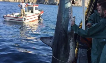 Erdek’te ağlara takılan köpek balığı denize bırakıldı