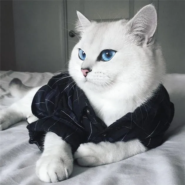 Dünyanın en güzel gözlü kedisi