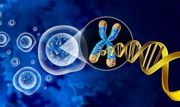 Replikasyon Nedir? DNA Replikasyonu Aşamaları Neler, Hangi Evrede Gerçekleşir?