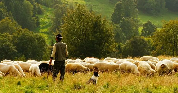 Danıştay’dan çobanlık dersi