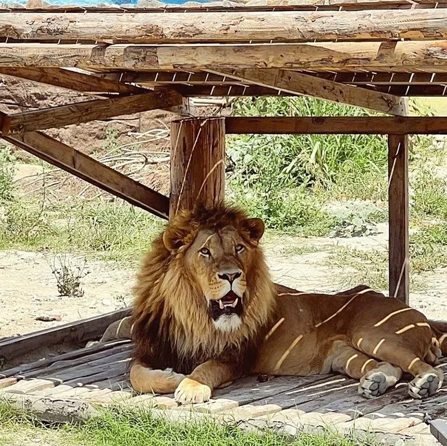 Antalya’da aslan paniği! Hayvan parkından kaçtı 1 kişiye saldırdı! Her yerde aranıyor!