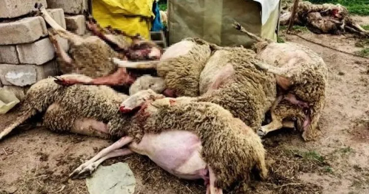 Kurt saldırısında 10 koyun öldü: Bu inanılacak bir şey değil!