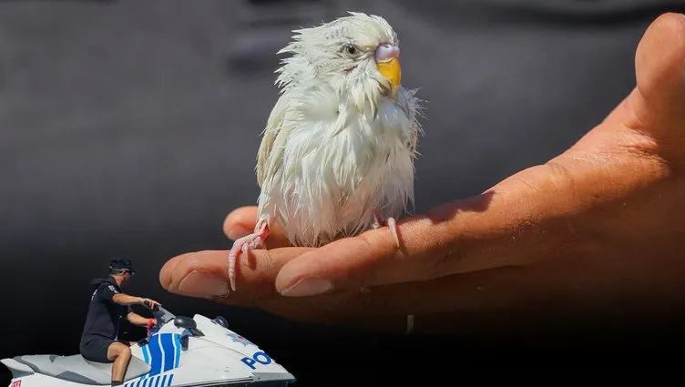 Antalya’da denize düşen muhabbet kuşu jet-ski ile kurtarıldı: Az kalsın boğuluyordu!