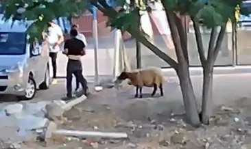 Koyunu yerden yere vurdu suçu hayvanın üzerine attı #adana