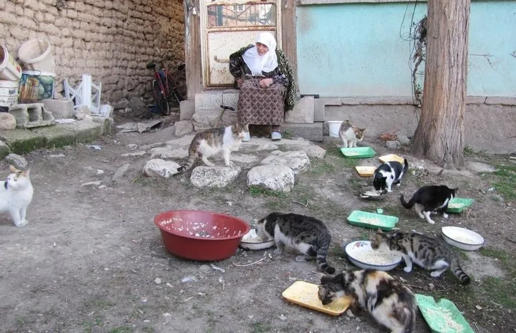 60 yıldır sokak kedilerine bakıyor