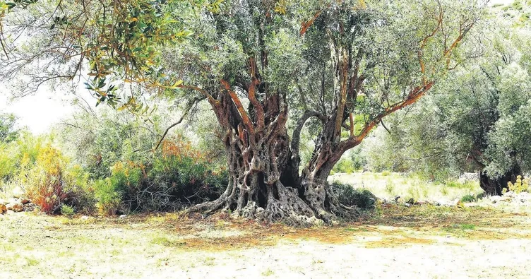 Zeytinlikleri de satıyorlar